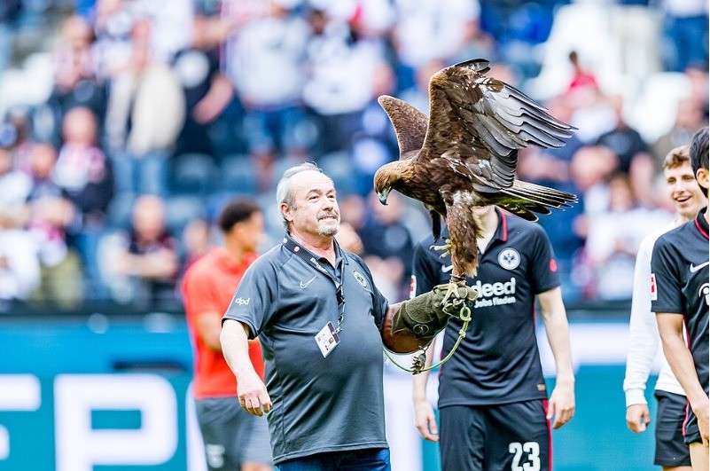 Attila the live eagle mascot on falconer Norbert Lawitschka's glove before a home match, May 2022